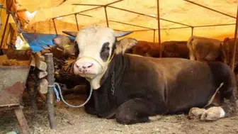 Et ve Süt Kurumu Heyeti Sivas'ta Mera ve Hayvancılık Yatırımlarını İnceledi