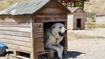 Soğuk havaya göğüs geren Kangal köpekleri sıcak yaz aylarında miskinleşiyor