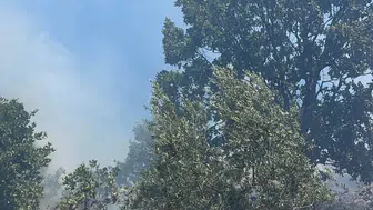 Gemlik'te Korku Dolu Dakikalar! Yangın Ormana Sıçramak Üzereyken O ...