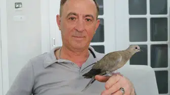 Sivas’ta Kargaların Saldırdığı Yavru Kumruyu Vatandaş Kurtardı