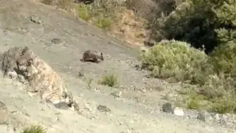 Sivas'ta bozayılar meyve bahçelerine zarar verdi