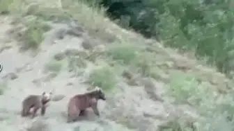 Sivas Doğanşar'da Anne Ayı ve Yavrusu Kamerada