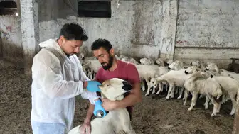 Suşehri'nde "Kırsalda Bereket Küçükbaşa Destek Projesi" Kapsamında Teslim Edilen Hayvanlar Kontrol Edildi