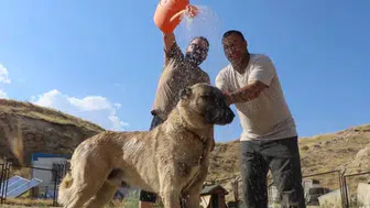 Sivas’ta Sıcak Hava Kangal Köpeklerini Zorluyor: “Kış Özlemi Şimdiden Başladı”