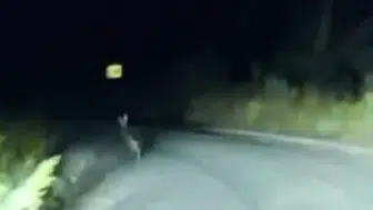 Sivas’ta Yola Çıkan Dev Tavşan Kamerada