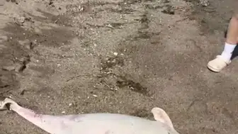 Karacabey Boğazı'nda Yunus Ölümleri Tedirgin Ediyor: Kıyıya Vurdular!