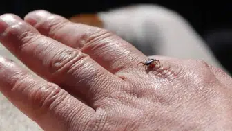 Sivas’ta Kene Vakası Can Aldı: Ordu’dan Nakledilen Kadın Hayatını Kaybetti