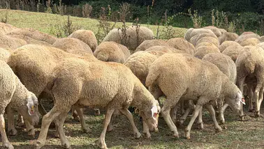 Üreticiye Büyük Destek: 100 Küçükbaş Teslim Edildi