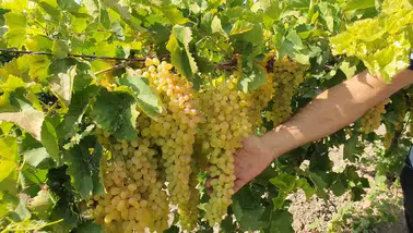Bulgaristan Sınırında Pestisit Alarmı: Tonlarca Üzüm İade Edildi