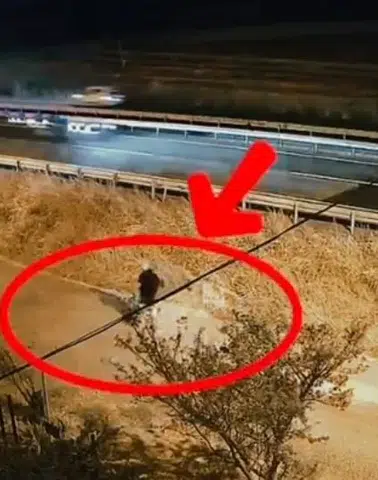 İki Hafta Sonra Motorunu Yerinde Bulamadı: Jandarma Hırsızı Kıskıvrak Yakaladı