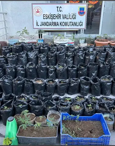 Eskişehir'de Saksılarda Kenevir Operasyonu! Şüpheli Cezaevine Gönderildi