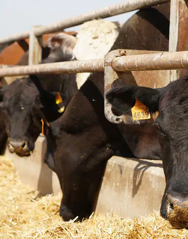 Hayvancılıkta Yeni Dönem: 72 İle Gebe Damızlık Büyükbaş Müjdesi