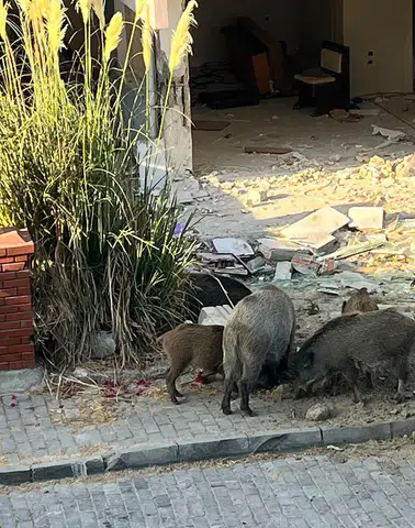 Domuz Sürüsü Binaların Bahçelerine Girdi: Vatandaşlar Tedirgin!