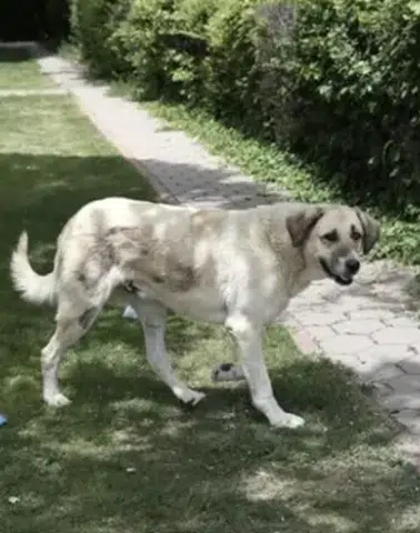 Mustafa Çiftçi: 1,5 ay sonra başıboş köpek sorunu kalmayacak