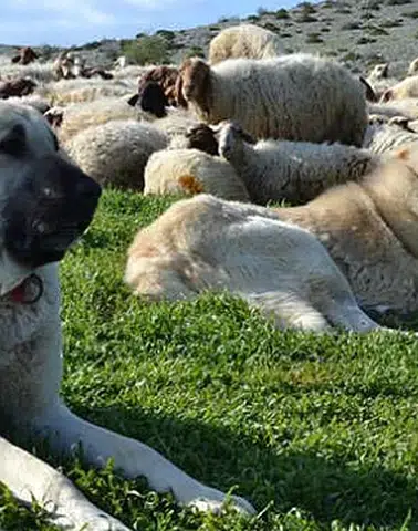 Erzincan Yaylalarında Sürülerin Güvenliği Köpeklere Emanet