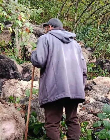 Trabzon'da Sürü Uçuruma Sürüklendi: 184 Koyun Telef Oldu