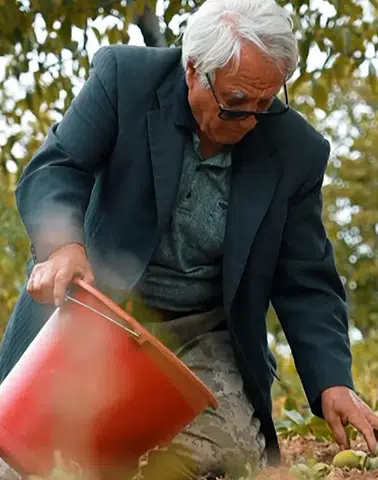 78 Yaşındaki Hüseyin Dede Kaman Cevizini Türkülerle Hasat Ediyor