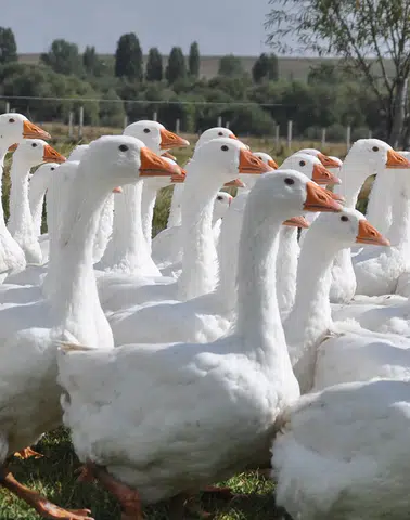 Gerçek Kars Kazı Nasıl Anlaşılır? Üreticiden Çarpıcı Uyarı