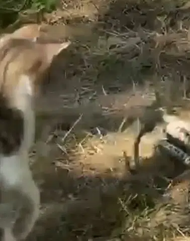 Bahçede Nefes Kesen Mücadele: Kedi ile Yılan Karşı Karşıya Geldi