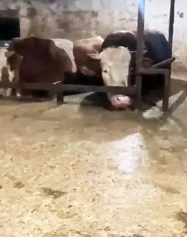 Sakarya Karasu’da Sel Ahırı Bastı: Onlarca Hayvan Mahsur Kaldı