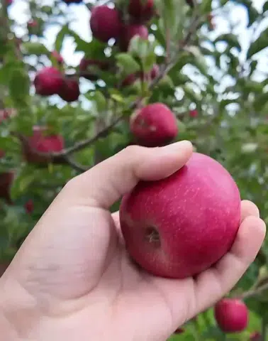 Tarlada Büyük Çöküş Başladı: Tonlarca Elma Çürümeye Terk Edildi