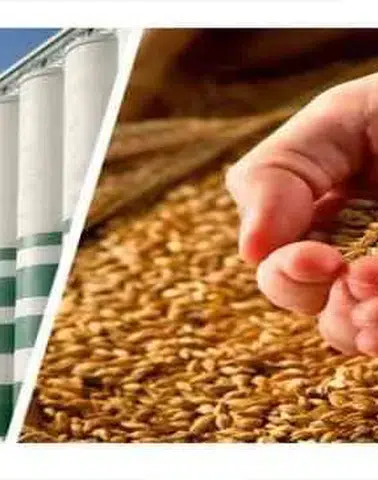 TMO, buğday ve arpa alımlarına bugün başlıyor