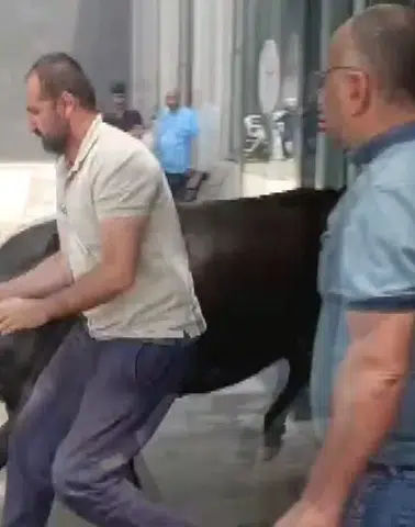 Kurbanlık Dana Acil Servise Daldı! Hastanede Panik Dolu Anlar
