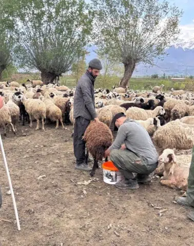 Türkiye'de Afganistan'dan gelen çobanlar işe başladı