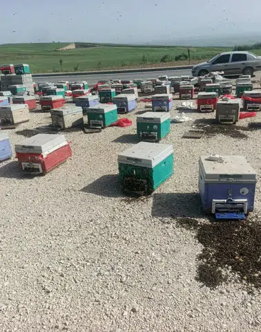 Batman’da Arı Kovanları Yola Saçıldı: Binlerce Arı Telef Oldu