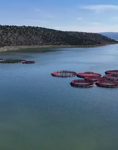 Bozkırın Somon Adayları Hazır: Dünyaya Balık İhracatı!