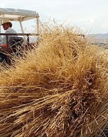 Yem fiyatlarında düşüş! Saman fiyatları yarı yarıya geriledi
