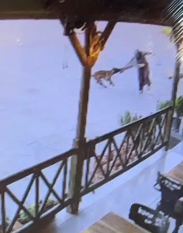 Sandalyelerle Vurdular Yine de Durduramadılar! Tesis Basan Köpek Dehşeti
