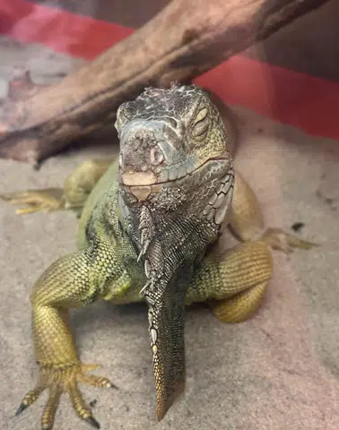 Ev Değil Egzotik Hayvanat Bahçesi! Tarantula, Savan Varanı, Akrep Ne Ararsan Var!