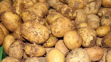 Dışa Bağımlılık Azalıyor: Yerli Patates Tohumları ile Verim Artıyor!