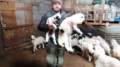 Kuzular Yeni Sezonun Bereketini Müjdeledi: Üreticinin Yüzü Güldü