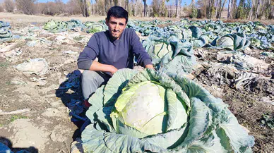 30 Yıllık Geleneğin Sırrı: 50 Kiloya Kadar Büyüyor