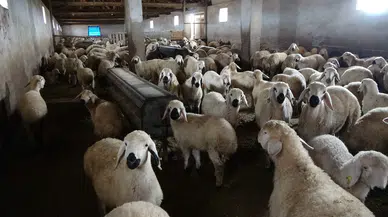 "Memur Olsaydım Bu Kadar Kazanamazdım" Diyen Besicinin Başarısı