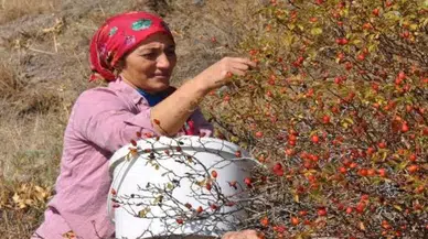 Limon ve portakala rakip çıktı! Sivas’ta yetişiyor, gören çuvalını dolduruyor