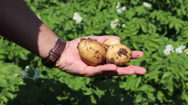 Sivas'ta Tarımsal Verimlilik İçin Denetim: Patates Ekili Alanlar Mercek Altına Alındı