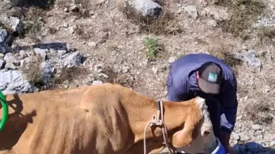 Sivas’ta 7 Aylık Gebe İnek Çukura Düştü, Vinçle Kurtarıldı