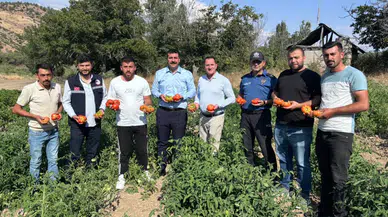 Koyulhisar Domatesinde Üretim Çalışmaları Yerinde İncelendi