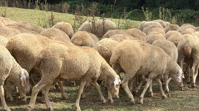 Üreticiye Büyük Destek: 100 Küçükbaş Teslim Edildi