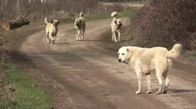 Sivas Dahil 81 İlde Başıboş Sokak Köpekleri İçin Denetim Başlıyor