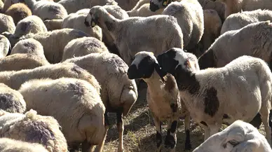 Çoban Krizi Büyüyor: 150 Bin Liraya Bile Çoban Bulunamıyor