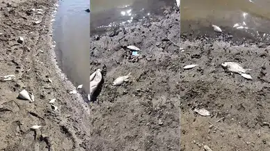 Kocasu Deresi’nde Binlerce Balık Ölü Bulundu: İnceleme Başlatıldı