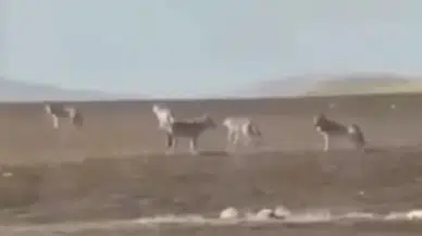 Sivas’ta Kurt Sürüsü Tedirgin Etti! Uzman Kangal Yetiştiricisi Nedenlerini Anlattı