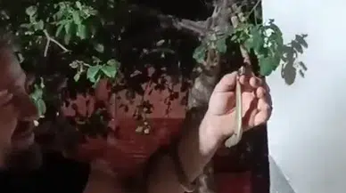 Sivas’ta Korkusuz Vatandaşın Yılan Sevgisi Kamerada