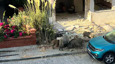 Domuz Sürüsü Binaların Bahçelerine Girdi: Vatandaşlar Tedirgin!