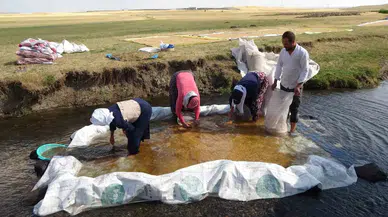 Tarladan Sofraya Buğdayın Serüveni: Gelenek Değirmende Sürüyor