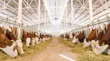 2027’de 480 Bin Baş Besilik Erkek Sığır İthal Edilecek